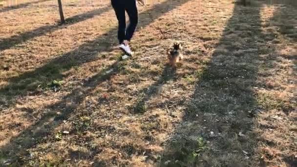 Lage hoek shot van een meisje met haar Terriër van Yorkshire in het park bij zonsondergang. — Stockvideo