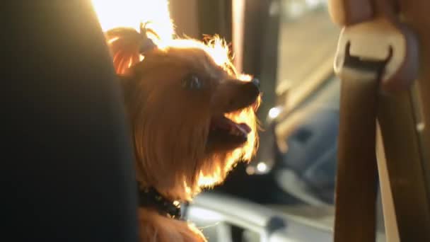 Handhållna skott av en rolig hund Yorkshire Terrier njuter av en bilresa på ljusa, soliga dag. — Stockvideo