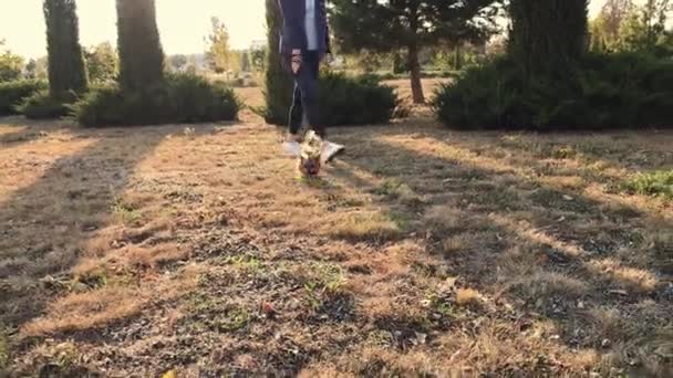 Basso angolo colpo di una ragazza con il suo Yorkshire terrier nel parco al tramonto . — Video Stock