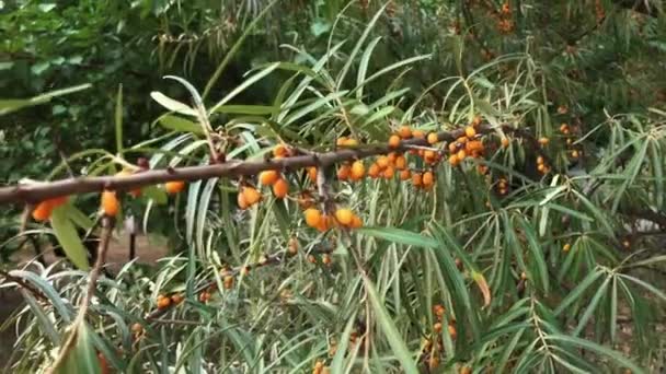 Sanddornbeeren auf einem Zweig mit Tornen im Garten. — Stockvideo