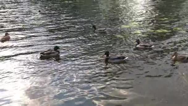 Um covey do pato selvagem está no rio da cidade . — Vídeo de Stock