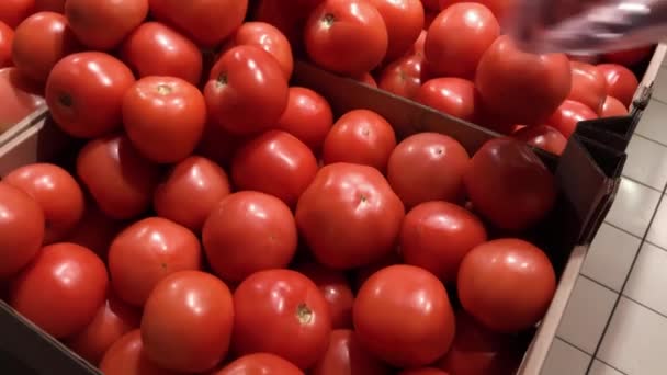Женщина собирает помидоры вручную на рынке. Концепция крупного плана выбора и покупки фруктов или красных овощей . — стоковое видео