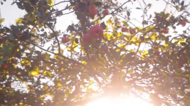 Mele autunnali su un ramo d'albero in giardino. Albero di mele la sera . — Video Stock