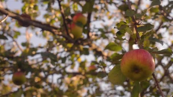 Juicy deliciosa manzana colgando de una rama de árbol en un huerto de manzanas . — Vídeo de stock