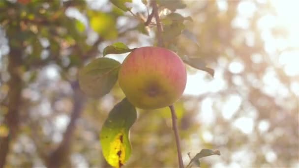 Vackra äpple på en trädgren i trädgården. Äppelträd på kvällen. — Stockvideo
