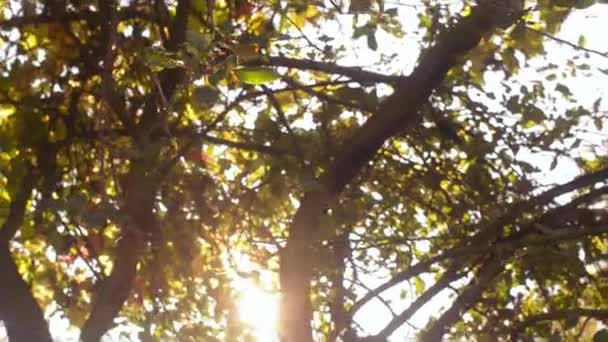 Соковиті яблука на гілці дерева в саду. Яблуня ввечері . — стокове відео