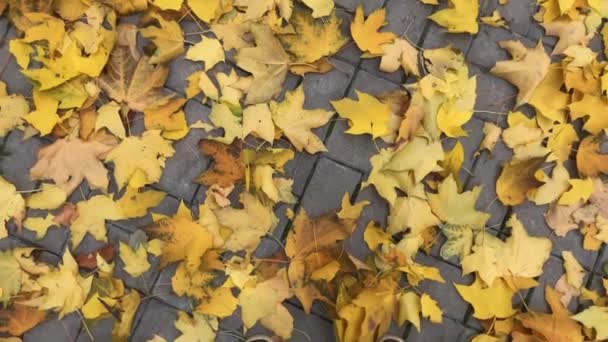 街道上的人脚在秋天公园里覆盖着树叶 特写镜头慢动作 — 图库视频影像