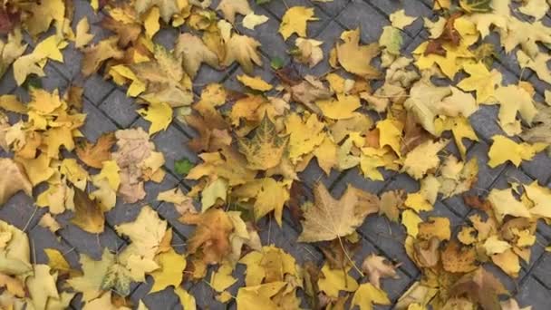 Φθινοπωρινό φόντο. Περιστρεφόμενη βολή του κίτρινα πεσμένα σφενδάμνου φθινόπωρο φύλλα. — Αρχείο Βίντεο