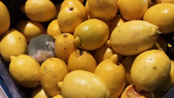 Гнилой, низкокачественный лимон в руках девушки. Плесень, испорченные продукты в супермаркете . — стоковое видео