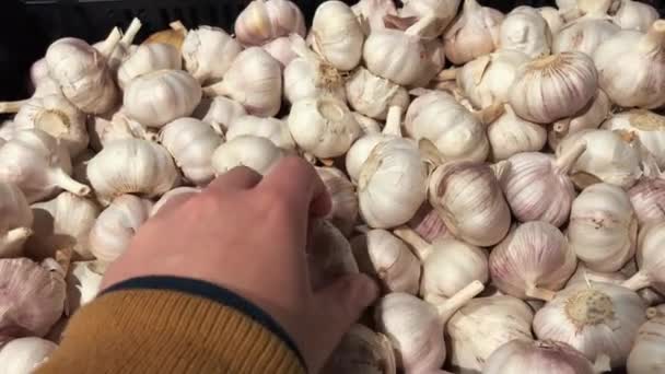 Frischer gesunder Bio-Knoblauch auf dem Lebensmittelmarkt. Knoblauchgemüse. Nahaufnahme. — Stockvideo