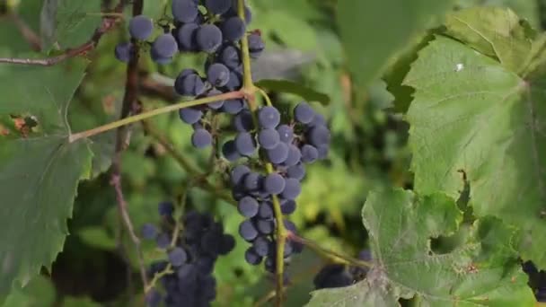 Las uvas maduras en otoño se balancean en el viento . — Vídeo de stock