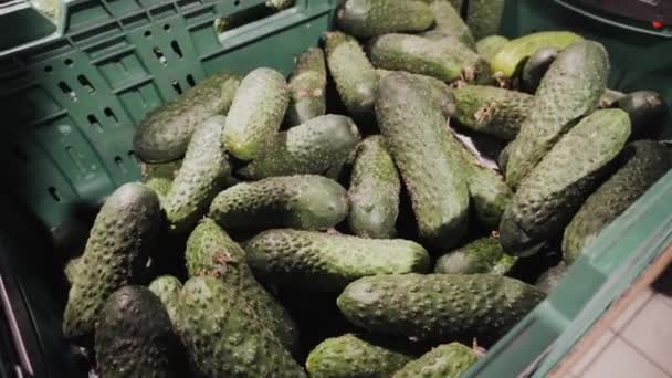 Grote stapel van verse groene biologische komkommers klaar te koop in de supermarkt. Achtergrond stapel van komkommers landbouw concept. Rauwkost. — Stockvideo