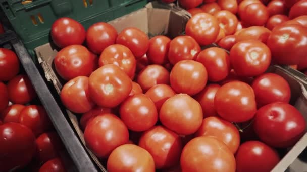 Los tomates rojos frescos en la rama en la cesta en el estante del supermercado. 4k . — Vídeo de stock