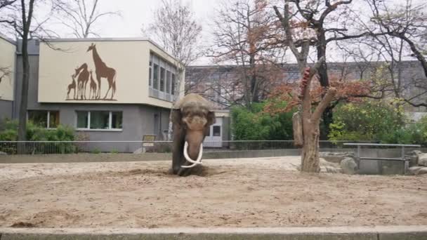 Berlin, Tyskland - 23 Nov 2018: Två stora vackra elefanter i Berlin Zoo. — Stockvideo