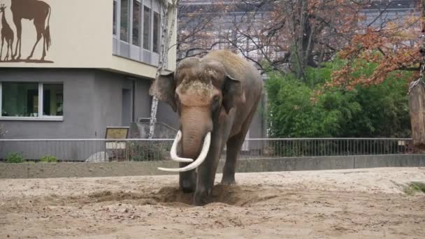 Gros plan 4k d'un grand éléphant gris dans le jardin zoologique de Berlin .