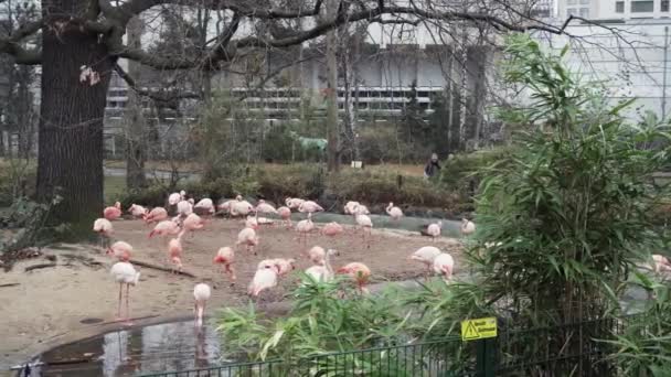 BERLIM, ALEMANHA - NOV 23, 2018: Flamingos cor de rosa no Jardim Zoológico de Berlim . — Vídeo de Stock