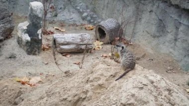 İnce kuyruklu meerkat tehlike için etrafına bakıyor. Yakın çekim.