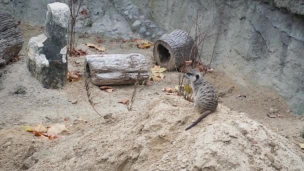 Smukłe tailed meerkat rozgląda się na niebezpieczeństwo. Z bliska. — Wideo stockowe