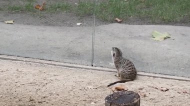 Küçük meerkat bir yere kaçmak tehlike için etrafına bakıyor. Yakın çekim.