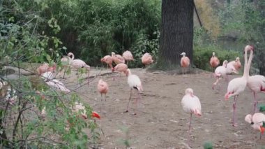Berlin, Almanya - 23 Kasım 2018: Güzel pembe flamingolar Berlin Hayvanat Bahçesi.