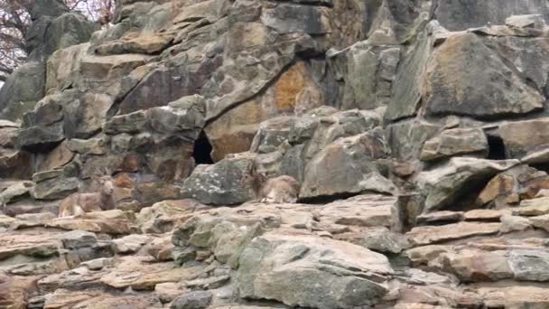 Kamzík, kozorožec sibiřský rodiny na skalách