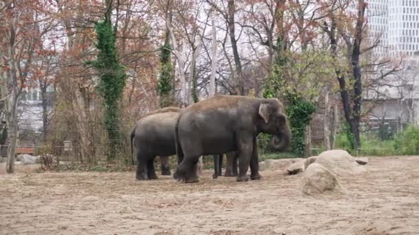 Familia de elefantes en el jardín zoológico de Berlín . — Vídeos de Stock