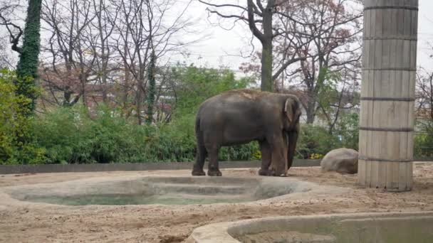 Gran elefante gris en el jardín zoológico de Berlín . — Vídeos de Stock