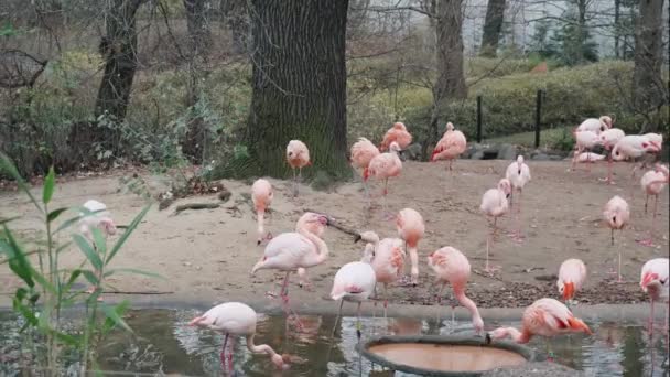 BERLIM, ALEMANHA - NOV 23, 2018: Flamingos cor de rosa no Jardim Zoológico de Berlim . — Vídeo de Stock