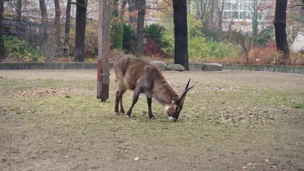 Antilop äter gräs på det Berlin Zoom, 4 k film. — Stockvideo