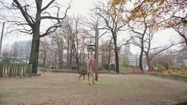 БЕРЛИН, ГЕРМАНИЯ - 23 ноября 2018 года: Антилопа ходит по газону, жираф ест траву в Берлинском зоопарке — стоковое видео
