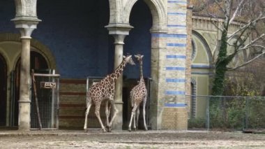 Berlin, Almanya - 23 Kasım 2018: Grup yürüyüşe genç Afrika zürafa.