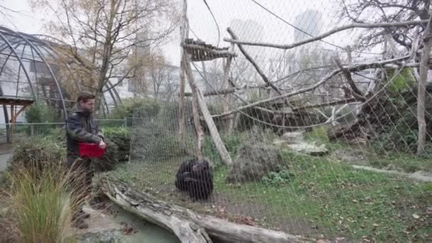 BERLIM, ALEMANHA - NOV 23, 2018: Um funcionário do Jardim Zoológico de Berlim alimenta macacos chimpanzés adultos . — Vídeo de Stock