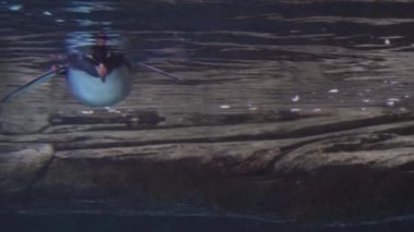 Genç rockhopper pinguin sualtı Almanya'da bir Berlin Hayvanat Bahçesi, akvaryum havuzunda yüzüyor. 4 k Uhd çözünürlük.