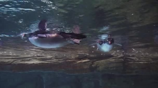 Twee schattige pinguïns zwemmen onder water in het aquarium van de dierentuin van Berlijn. — Stockvideo