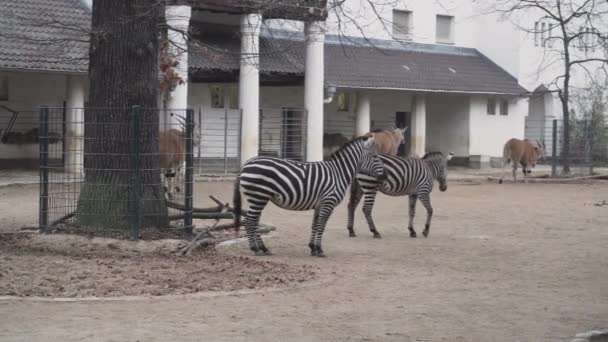 Berlin, Németország - 2018. november 23.: Egy csorda afrikai zebrák és antilopok graze, a berlini állatkert park. — Stock videók