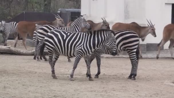 Berlin Germany Nov 2018 Herd African Zebras Antelopes Graze Berlin — Stock Video