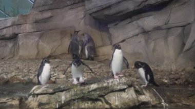 Rockhopper penguen bir taştan su ve yüzer atlar. Berlin Hayvanat Bahçesi.