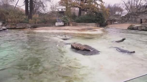BERLINO, GERMANIA - 23 NOV 2018: Stagno con sigilli nello zoo di Berlino. 4k filmati . — Video Stock