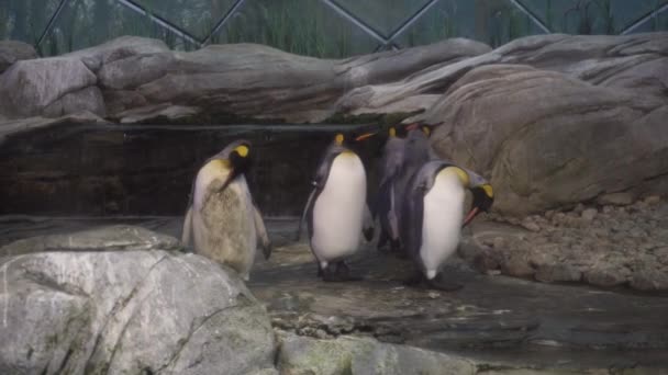 Imagem de perto de pinguins-imperador no Jardim Zoológico de Berlim, na Alemanha . — Vídeo de Stock
