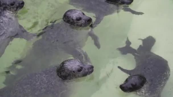 Söta sälar kylning i dammen i Berlin zoologiska trädgård. 4 k film. — Stockvideo