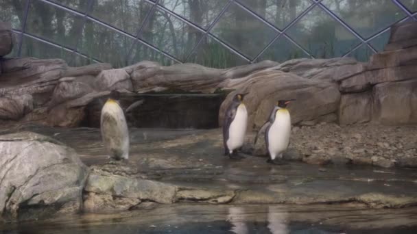 Beautiful and funny emperor penguins in Berlin Zoo. — Stock Video