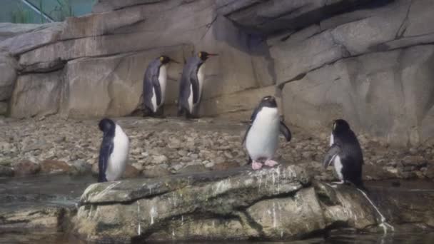 Rockhopper y pingüinos emperadores en las piedras del zoológico . — Vídeos de Stock