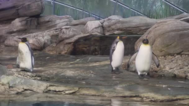 パノラマ ショット ドイツのベルリン動物園で皇帝ペンギンの間近. — ストック動画