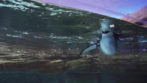 在柏林动物园的水族馆里 跳岩企鹅在水下游泳的详细4K 普雷雷斯 — 图库视频影像