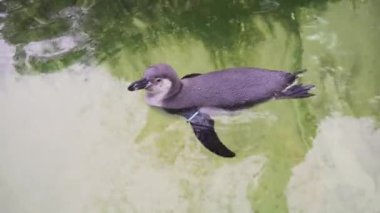 Şirin pinguin Berlin Hayvanat Bahçesi, Almanya akvaryum havuzunda yüzüyor. Closeup çekim.