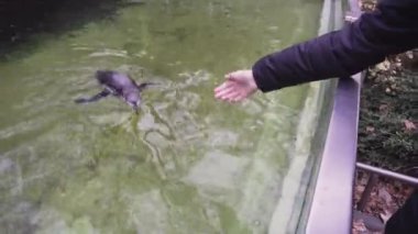 Bir hayvanat bahçesi ziyaretçi bir penguen çağırır ve arkasında vuruş.