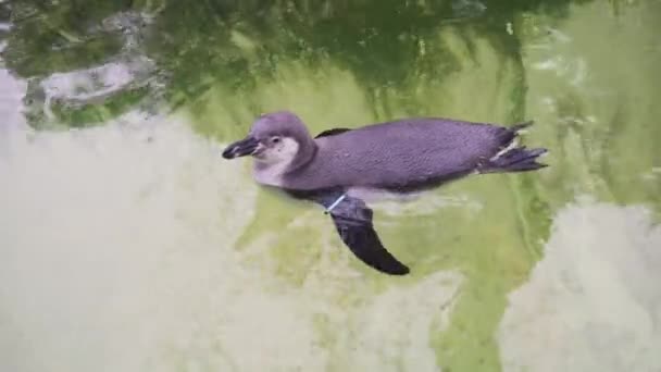 Pinguino carino nuota nella piscina dell'acquario in uno zoo di Berlino, Germania. Primo piano . — Video Stock