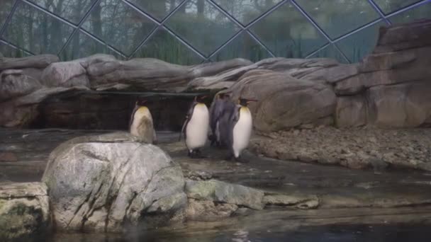 德国柏林动物园一只帝企鹅的小树林, 4k. — 图库视频影像