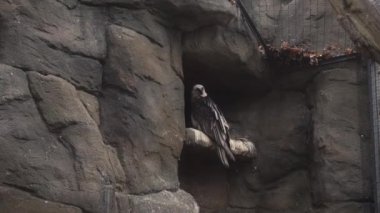 Sakallı akbaba kafeste oturan. Berlin Zoolojik Bahçe.