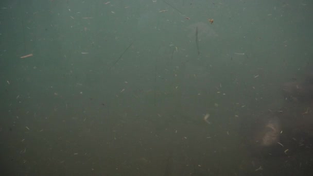 Zwergflusspferd schwimmt im Berliner Zoo unter Wasser. — Stockvideo